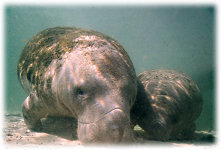 Manatees